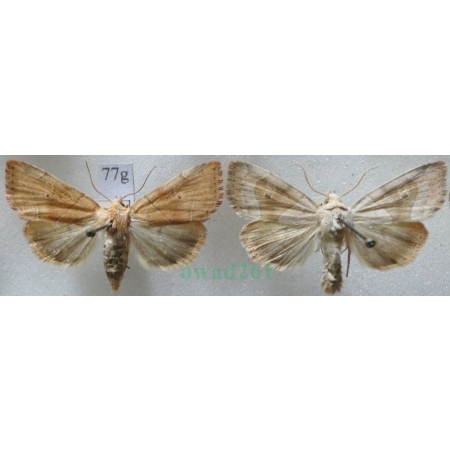 Cosmia trapezina (Linnaeus, 1758) pair Kresówka leszczynówka Czech77g